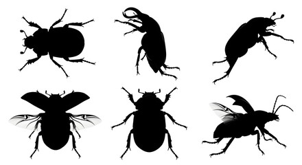 Silhouettes of beetles isolated on white background showing different beetle positions
