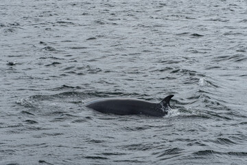 A humpback whale surfaces in dark waters of Barents Sea, showing its curved dorsal fin against the...