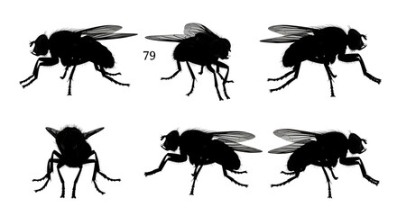 Six housefly silhouettes are displayed isolated on white background in a pattern