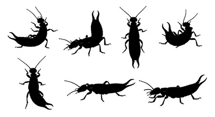 Silhouettes of various earwig species isolated on white background for design use