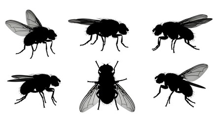 Silhouetted flies isolated on white background in various poses and perspectives