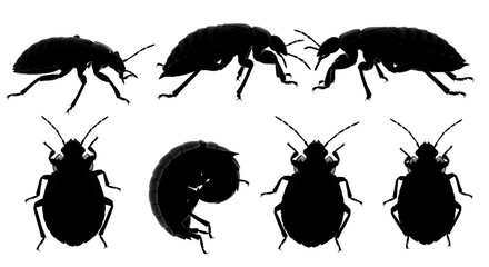 Silhouettes of various beetle species isolated on white background for design use
