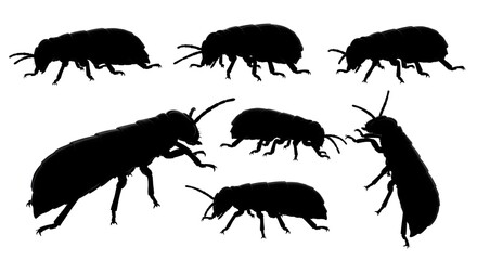 Silhouetted beetles isolated on white background in various poses and perspectives