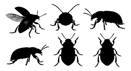 Various beetle silhouettes isolated on white background, displaying different shapes
