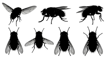 Silhouette of various flies isolated on white background in different positions