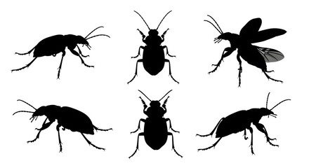 Various beetle silhouettes isolated on white background, showcasing different angles