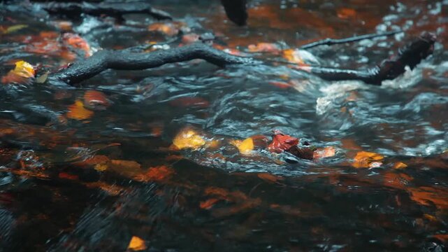 autumn river stream