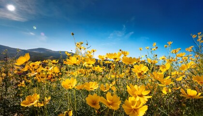 yellow flowers against blue sky