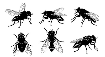 Collection of fly silhouettes isolated on white background in various positions