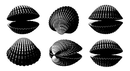 Collection of cockle shell silhouettes isolated on white background in various positions
