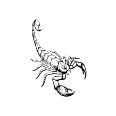 scorpion vector illustration