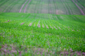 Green grass in a farmer's field. Winter crops in autumn