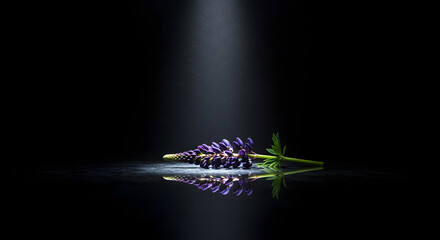 Black Lupine floating on a mirror-like surface, with dramatic spotlighting. Unusual and mysterious