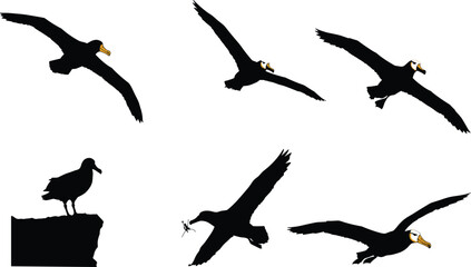Albatross bird illustration collection, seabird vector artwork, flying ocean bird design, marine wildlife drawing, aquatic animal silhouettes, coastal nature artwork, black white seabird illustration