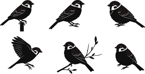 Black and white sparrow bird silhouettes, perched and flying poses, nature illustration, avian art, wildlife design, minimal vector style