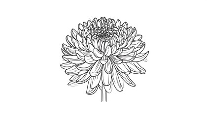 Elegant Closeup of a Single Chrysanthemum.