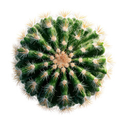 Fototapeta premium Top Down View Of A Green Barrel Cactus With Sharp Yellow Spines Isolated On Black, Png Isolated On White, Transparent Background