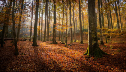 Obraz premium Serene Forest Landscape With Tall Trees And Fallen Leaves Capturing Nature S Tranquility