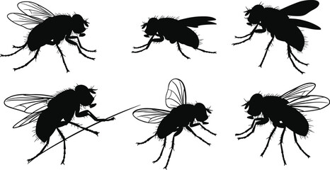 Black fly silhouettes isolated on white background, detailed insect illustration, common housefly vector, pest control concept, entomology drawing, flying bug collection © Md