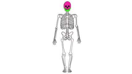 Hand drawn animation highlighting human skeleton bones in different colors to show types for anatomy education
