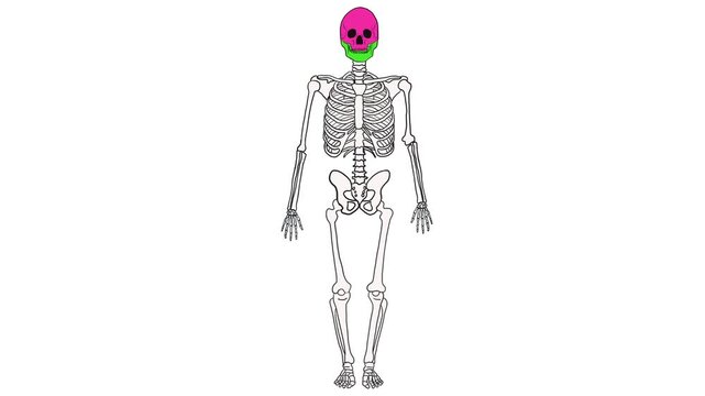 Hand drawn animation highlighting human skeleton bones in different colors to show types for anatomy education
