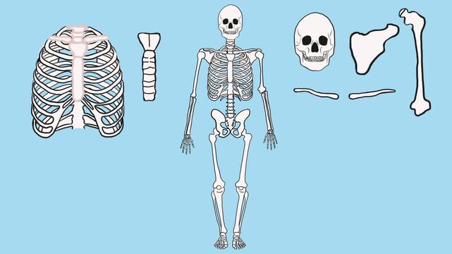 Flat animation hand drawn style showing scattered bones assembling into human skeleton for children learning