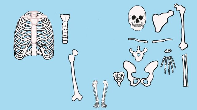 Hand drawn flat animation of scattered human skeleton bones assembling into full body shape for anatomy education