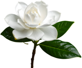 An exquisite single gardenia flower in full bloom, featuring lush, white petals, a dark stem, and glossy green leaves, isolated on a light gray background.