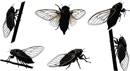 Silhouette of cicadas, flying insect illustration, winged bug vector, entomology drawing, wildlife pest species, isolated insects on branch, nature biology study design