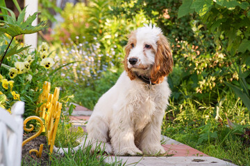 A spaniel puppy sits in a garden on a path among bushes and grass.