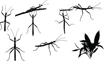 Stick insect silhouette collection, walking stick bug vector illustration, insect design artwork, nature camouflage insect graphic, wildlife entomology drawing, stick bug icon set