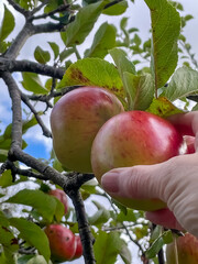 Picking red apples from tree with leaves and branches around and sky visible in background
