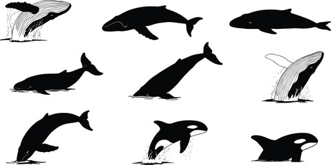 Whale silhouette collection, humpback whale, blue whale, killer whale, marine life illustration, sea animals, ocean wildlife, aquatic mammal, vector design, black white art