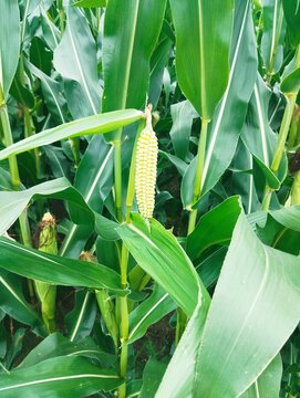 corn on the cob
