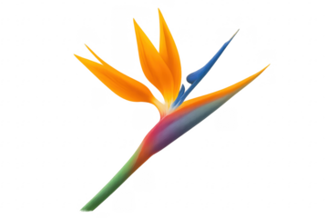 Bird of Paradise strelitzia flower on transparent background