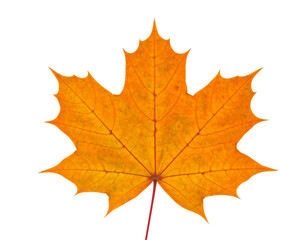 Fototapeta premium Leaf, nature, autumn, foliage, plant, botany, seasonal, colorful, maple, isolated, single, vibrant, red, orange, yellow, detail, texture, natural, crisp, fresh, bright, background, white, studio, clos