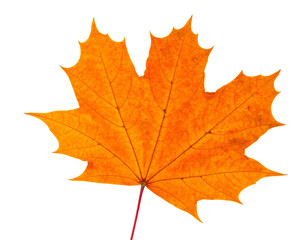 Obraz premium Leaf, nature, autumn, foliage, plant, botany, seasonal, colorful, maple, isolated, single, vibrant, red, orange, yellow, detail, texture, natural, crisp, fresh, bright, background, white, studio, clos