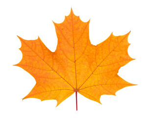 Obraz premium Leaf, nature, autumn, foliage, plant, botany, seasonal, colorful, maple, isolated, single, vibrant, red, orange, yellow, detail, texture, natural, crisp, fresh, bright, background, white, studio, clos