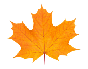 Leaf, nature, autumn, foliage, plant, botany, seasonal, colorful, maple, isolated, single, vibrant, red, orange, yellow, detail, texture, natural, crisp, fresh, bright, background, white, studio, clos