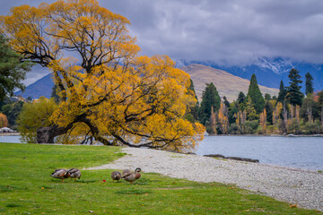 beautiful scenic view of colorful autumn leaves tree in the city with ducks , cruise , park ,people ,  snow cap mountain ,Queenstown south island New Zealand  