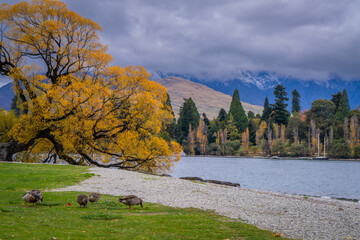beautiful scenic view of colorful autumn leaves tree in the city with ducks , cruise , park ,people ,  snow cap mountain ,Queenstown south island New Zealand  