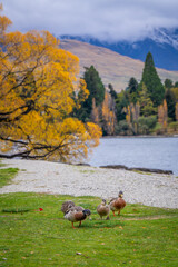 beautiful scenic view of colorful autumn leaves tree in the city with ducks , cruise , park ,people ,  snow cap mountain ,Queenstown south island New Zealand  