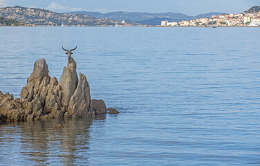 Capra selvatica di Caprera