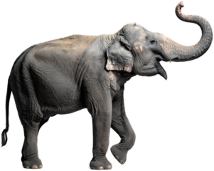 A graceful Asian elephant in a strong posture with its trunk lifted high, isolated on a plain grey studio background for easy compositing.