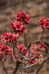 Kurrajong nain en fleurs