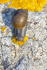 Chiocciola sul granito