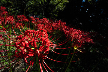 奈良の彼岸花

