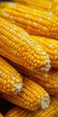 A bunch of corn is shown in the image. The corn is yellow and has a green tip