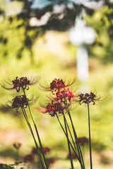奈良の彼岸花
