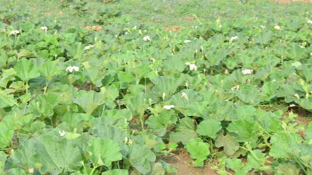 Bottle gourd vine in the field. It is a&nbsp;vine&nbsp;grown for its fruit. Its other names Calabash, Lagenaria siceraria, white flowered gourd,&nbsp;long melon,&nbsp;birdhouse gourd,&nbsp;New Guinea bean&nbsp;and&nbsp;Tasmania bean.